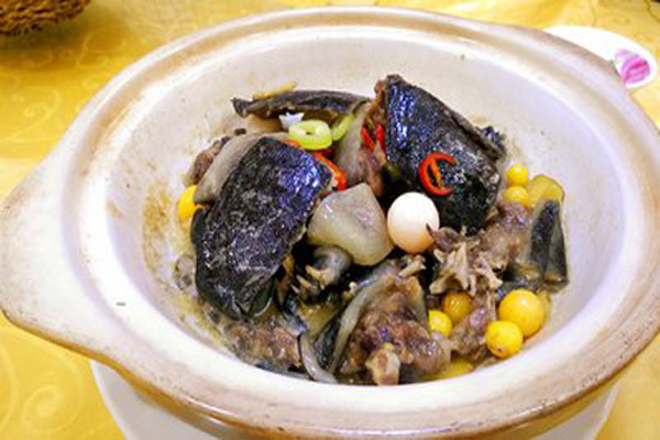 甲魚4.jpg