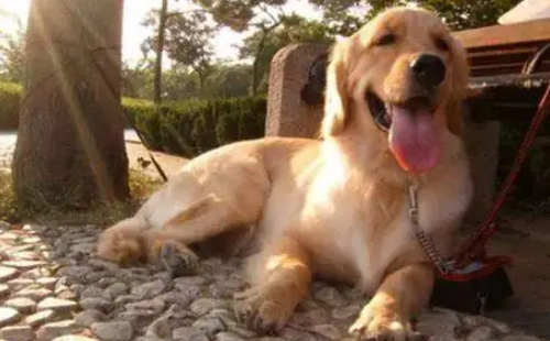 2022武漢犬證年檢怎么辦_網(wǎng)上辦理流程