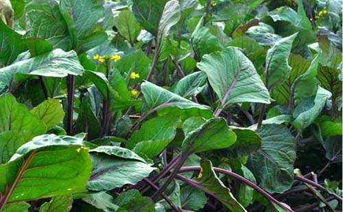 武漢洪山菜薹在哪里可以買到(價(jià)格多元一斤)