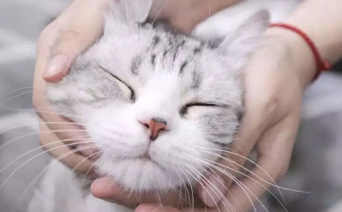 貓咪為什么會嘔吐貓貓嘔吐了怎么辦