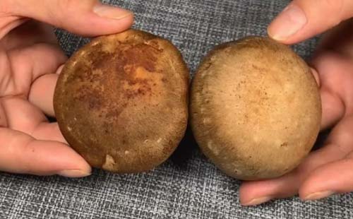 超市香菇在怎么挑選（四個小訣竅）