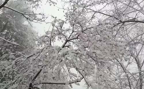 武漢第一場(chǎng)雪今日終于下了（還有大雪嗎）