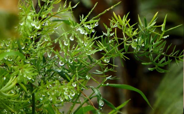 雨水節(jié)氣到來(lái)武漢周四至周五兩天小雨