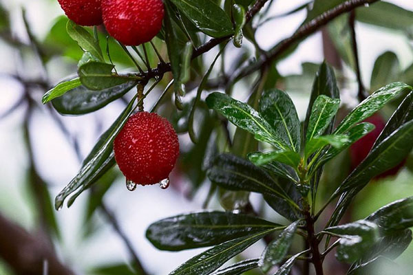 武漢未來三天將有陣雨 天氣預(yù)報詳情