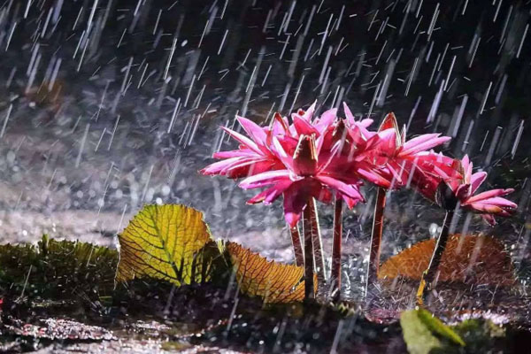 武漢未來三天天氣 降水頻繁梅雨持續(xù)
