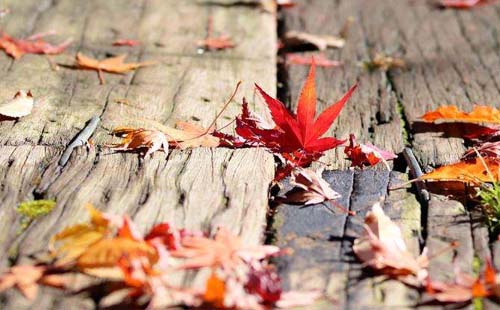 武漢明日天氣轉(zhuǎn)晴 關(guān)注中稻收尾與晾曬