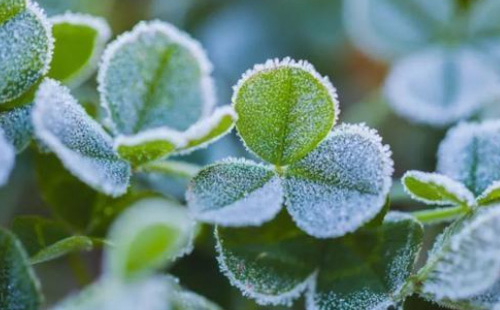 武漢下雪了嗎 湖北下雪的地方
