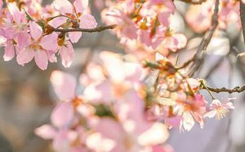 武漢近期空氣質量持續(xù)向好(3月7日-9日)