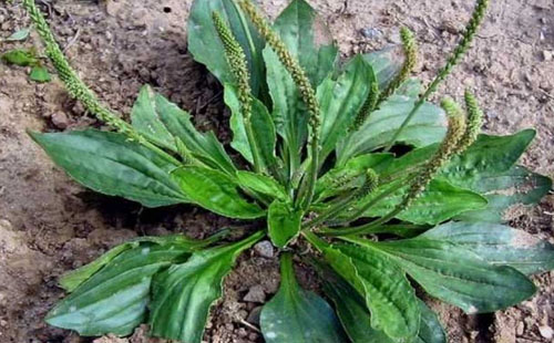 春天有哪些可以吃的野菜？隨處可見的野菜太多了