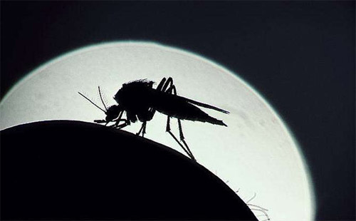 武漢夏天怎么驅(qū)蚊 有什么有效無(wú)害的驅(qū)蚊方法