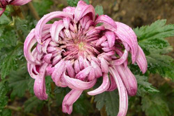 菊604.jpg
