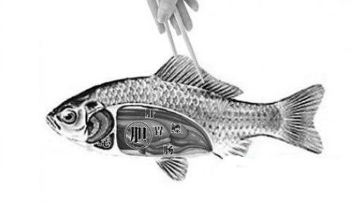 魚(yú)膽明目是真的嗎魚(yú)膽能吃嗎