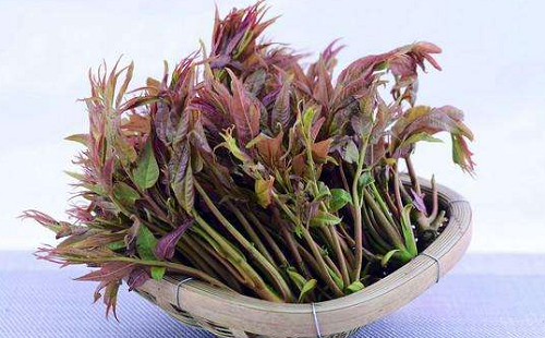 香椿的營(yíng)養(yǎng)價(jià)值 香椿食用注意事項(xiàng)