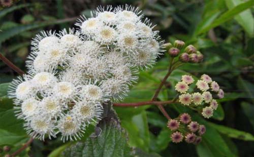 我國(guó)外來(lái)入侵物種有哪些動(dòng)植物2021