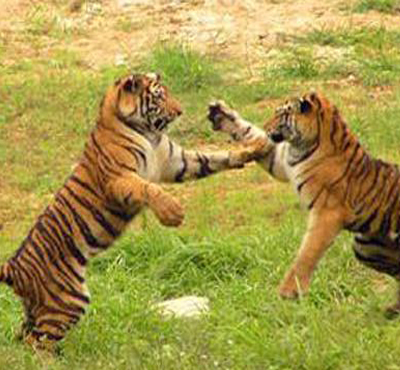 武漢九峰森林動(dòng)物園有什么好玩的+交通攻略