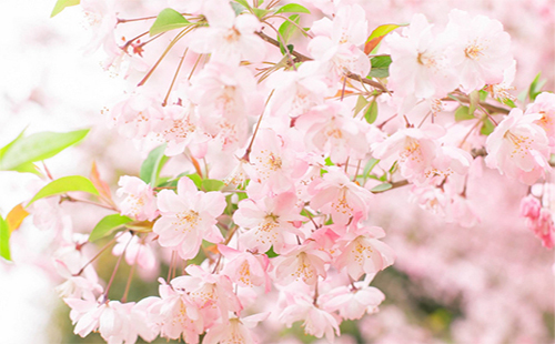2019武大櫻花預約官網(wǎng)(櫻花節(jié)時間+門票+賞櫻攻略) 2019武大櫻花什么時候開