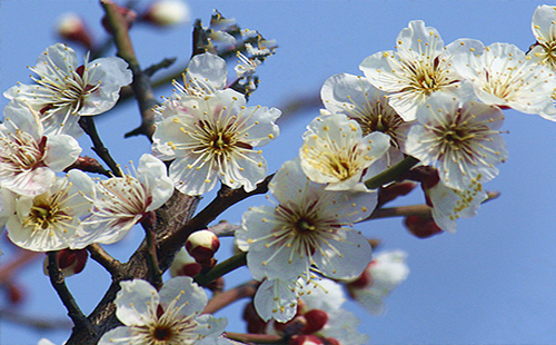 2019武漢梅花什么時候開(開放時間+觀賞地點) 臘梅開花時間2019