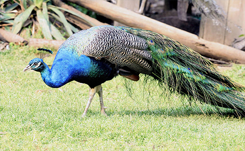 2019武漢動物園春節(jié)營業(yè)時間 2019武漢動物園春節(jié)開放嗎