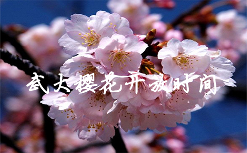 武大櫻花開了沒有 2019武大櫻花什么時候開