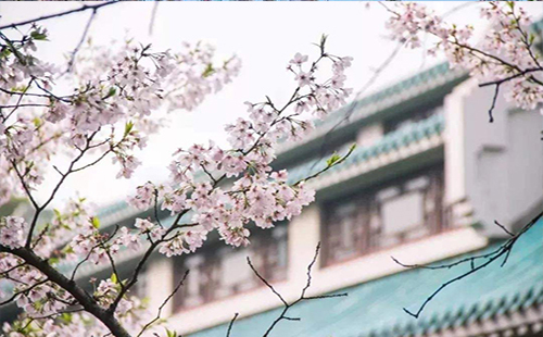 2019武大櫻花什么時候開(櫻花節(jié)時間) 2019武大櫻花幾月開