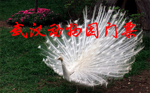 武漢動(dòng)物園(學(xué)生證)門票多少錢 2019 武漢動(dòng)物園在哪(營業(yè)時(shí)間)