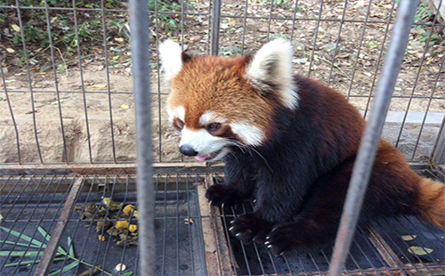 武漢動(dòng)物園門票多少錢2019(優(yōu)惠+學(xué)生證) 武漢動(dòng)物園營業(yè)時(shí)間