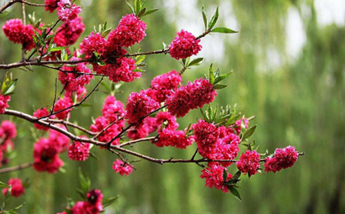 適合三月份欣賞的花有哪些 武漢哪些地方可以賞花