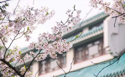 武大櫻花門票在哪買 怎么獲取武大櫻花門票