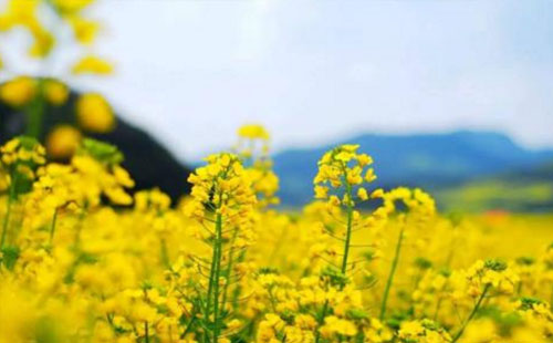 武漢哪些可以看油菜花 武漢看油菜花的景點(diǎn)