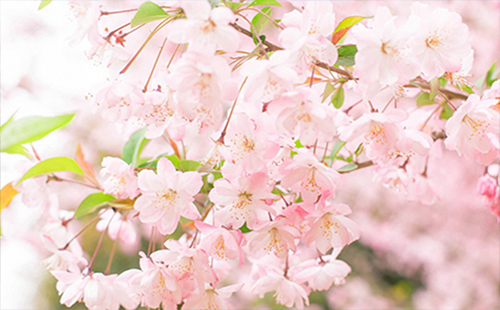 ?2019武漢櫻花什么時(shí)候開 2019年武漢櫻花花期