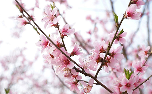 蔡甸桃花節(jié)2019 東西湖桃花節(jié)