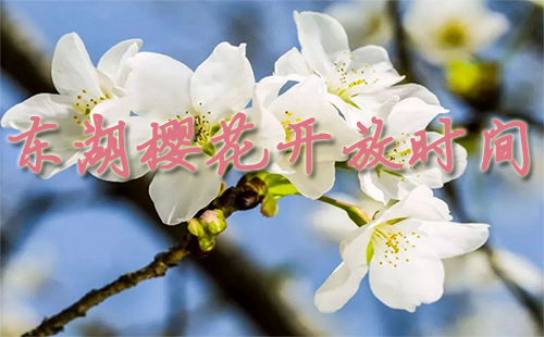 東湖櫻花園開放時(shí)間2019（門票價(jià)格+地鐵路線）