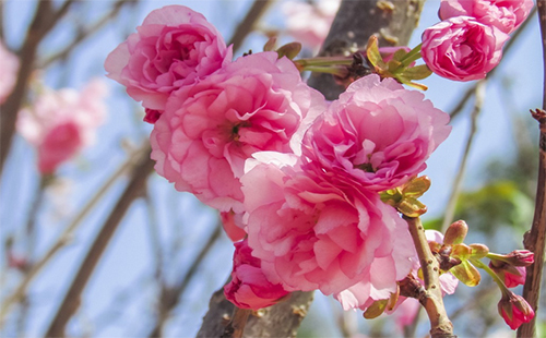 武大櫻花門票預(yù)約2019（櫻花節(jié)+官網(wǎng)+賞櫻路線）