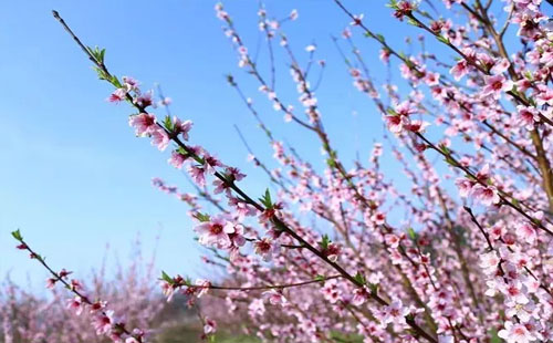 花朝節(jié)2019 木蘭玫瑰花園花朝節(jié)是幾月幾日