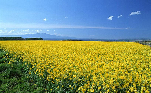 2019蔡甸油菜花節(jié)要門票嗎(地址+在哪里) 蔡甸油菜花景區(qū)在哪里