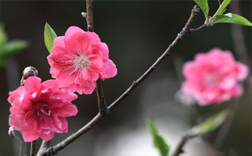 東西湖區(qū)第六屆桃花節(jié) 2019東西湖區(qū)桃花節(jié)舉辦時(shí)間