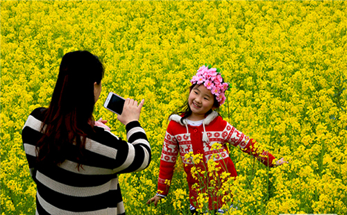 蔡甸油菜花節(jié)什么時(shí)候開(門票+在哪里)