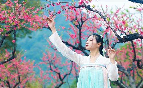 楊店桃花節(jié)是幾月幾日 楊店桃花節(jié)2019（時間+門票）