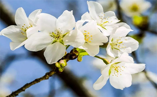 武漢賞櫻花的最佳時間 2019武大櫻花預(yù)約時間（官網(wǎng)通知）