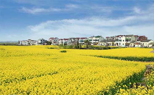武漢油菜花什么時候開(幾月開) 2022武漢油菜花哪里看