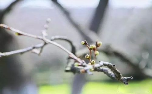 武大櫻花門票預(yù)約2019（官網(wǎng)+花期+門票+賞櫻攻略）
