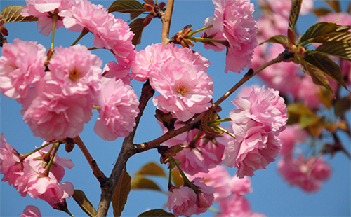 青山公園櫻花什么時(shí)候開(kāi)2019