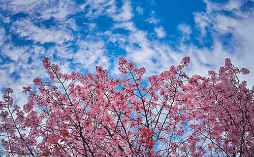 東湖櫻花園開(kāi)放時(shí)間 東湖櫻花園門(mén)票價(jià)格