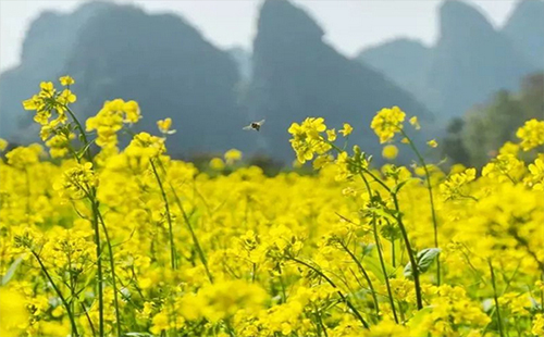 蔡甸油菜花景區(qū)在哪里（什么時(shí)候開(kāi)+油菜花節(jié)要門(mén)票嗎）