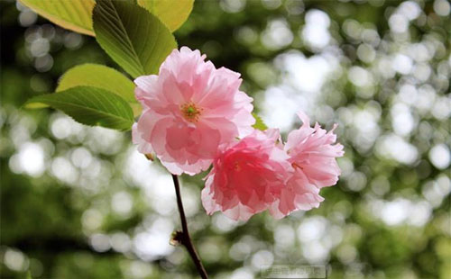 武漢大學(xué)2019櫻花節(jié)預(yù)約