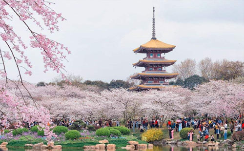武漢東湖櫻園在哪里