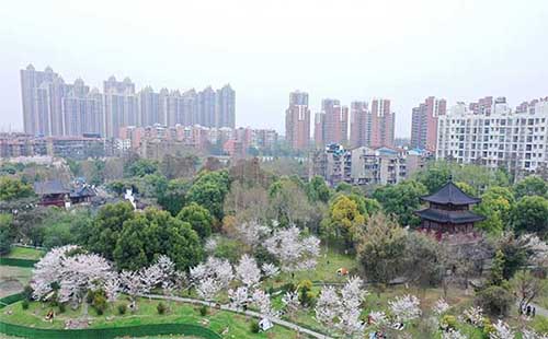 堤角公園櫻花開了嗎 堤角公園櫻花什么時候開