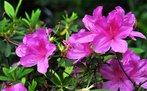 云霧山杜鵑花什么時候開 2019年云霧山杜鵑花開放時間