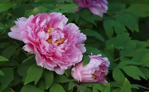 2019東湖牡丹園開(kāi)花時(shí)間（花期+門(mén)票）