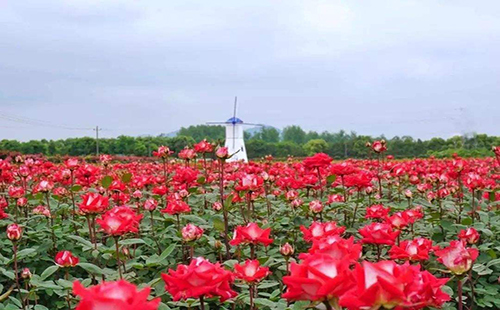 五一武漢哪里能賞花 武漢五一賞花地點(diǎn)推薦2019